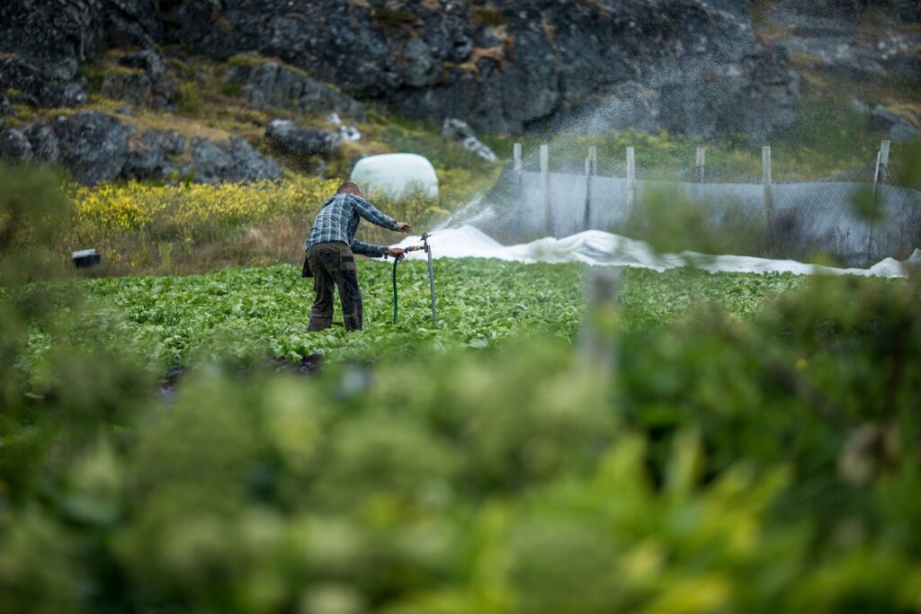 A_field_of_lettuce_at_Upernaviarsuk_research_station_in_South_Greenland-min